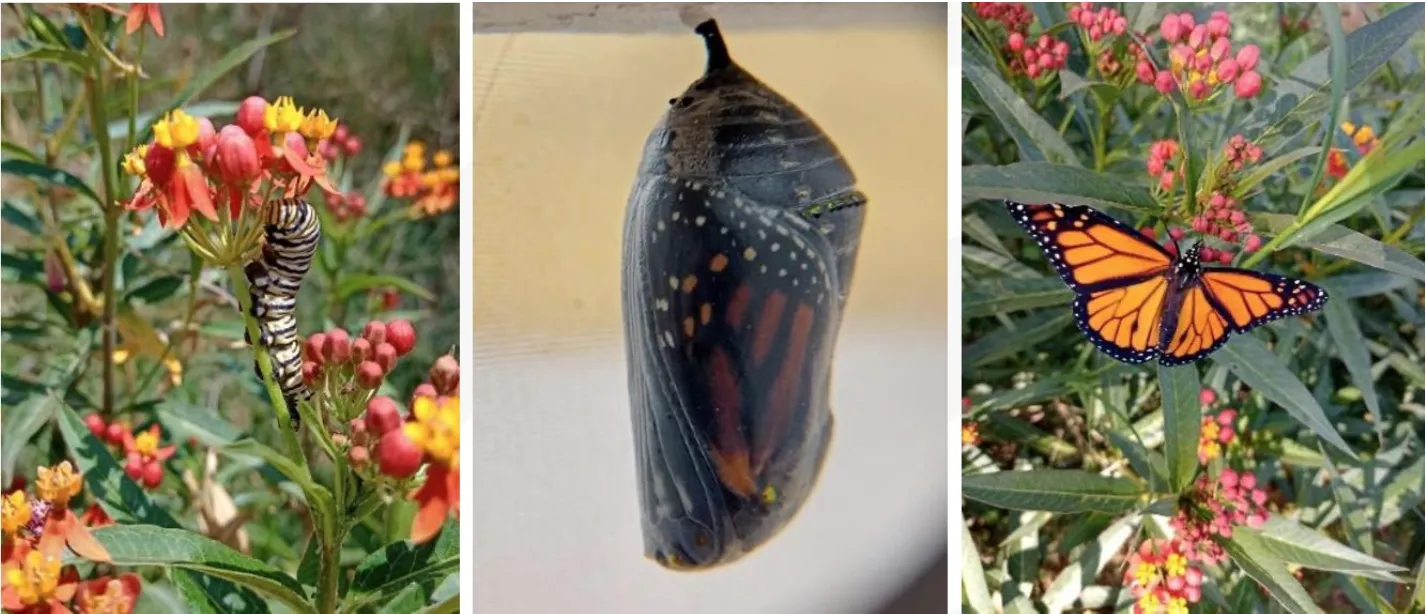 **Figura 1.** Salud de la mariposa monarca. H. Ontiveros