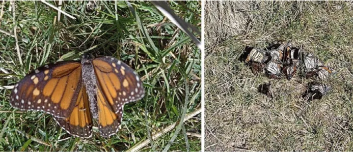 **Figura 2.** Mariposas afectadas con ceniza volcánica. H. Ontiveros (2024).