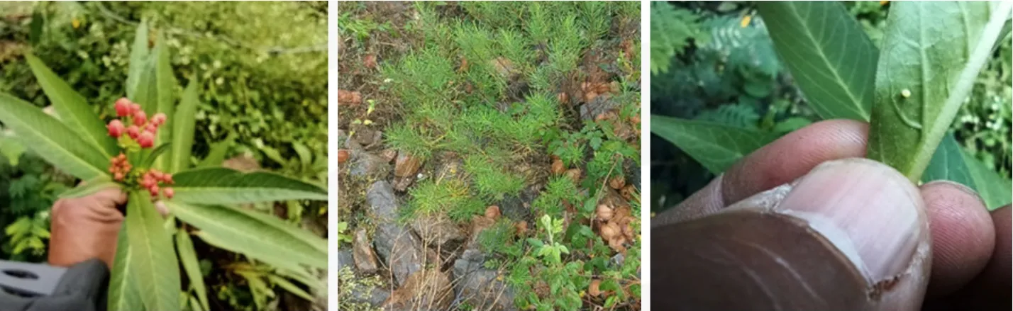 **Figura 4.** Imágenes de las plantas encontradas en el sitio: a la izquierda Asclepias curassavica, al centro Asclepias linaria y a la derecha un huevecillo de mariposa. H. Ontiveros (2024).