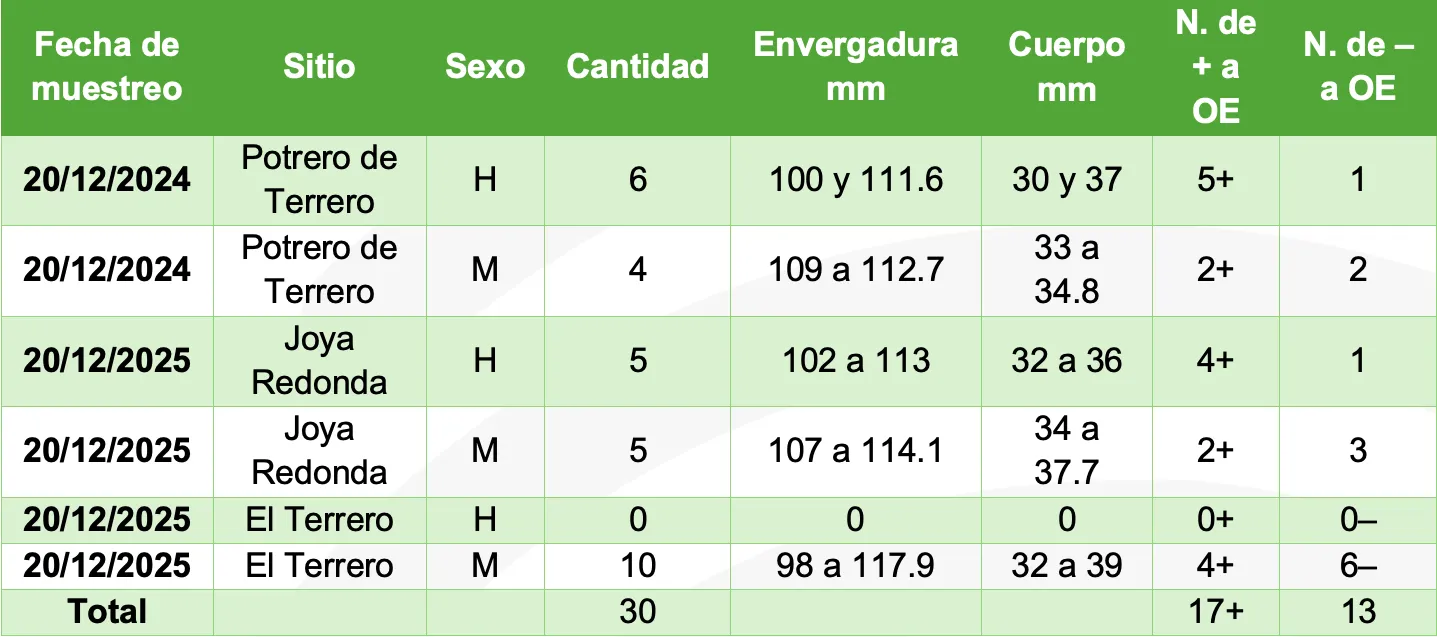 **Tabla 1.** Relación de muestras de Atlautla por sitio. H: hembra, M: macho, OE: Ophryocystis elektroscirrha. H. Ontiveros (2024).
