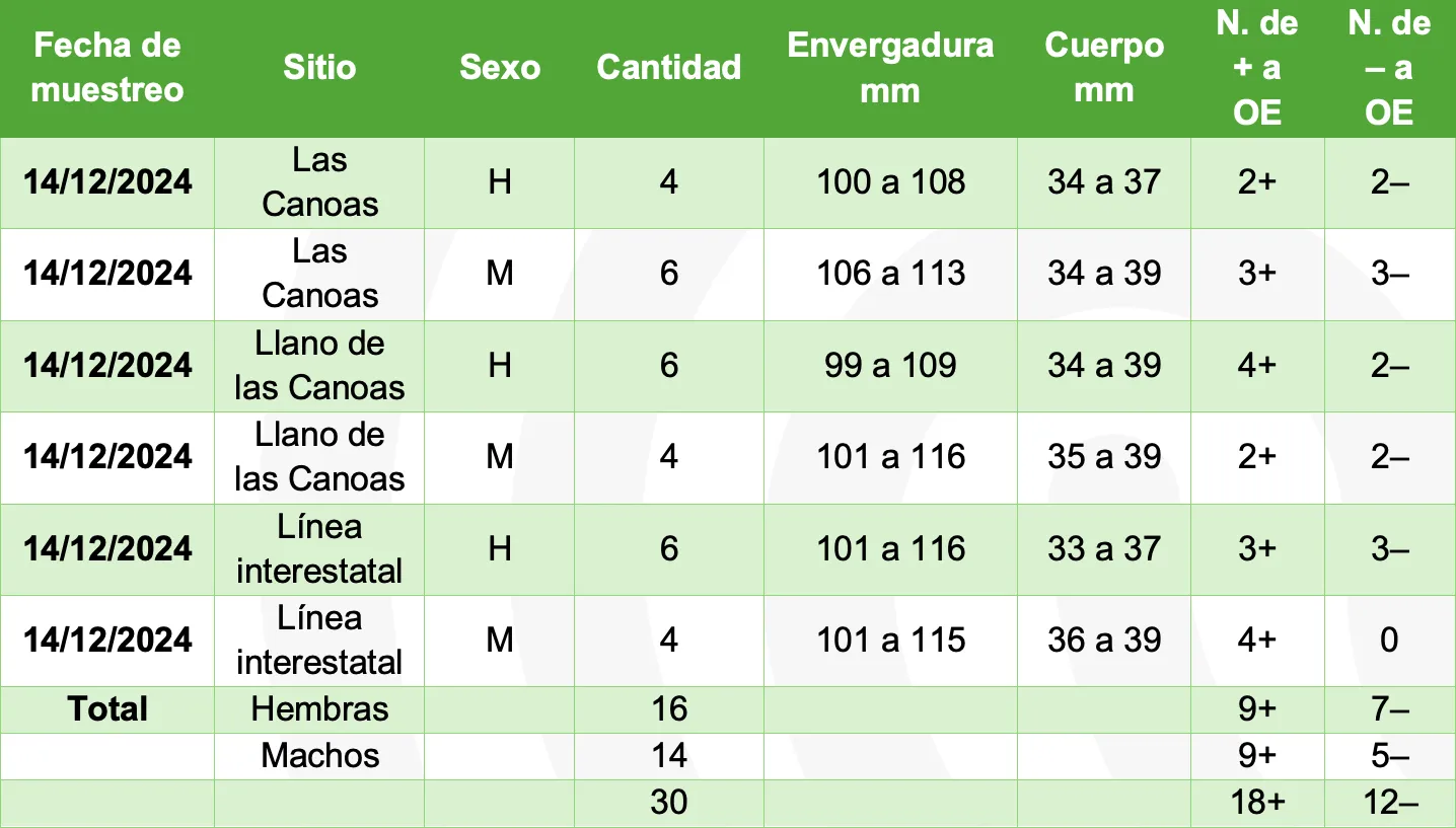 **Tabla 2.** Relación de muestras de Crescencio Morales, Zitácuaro. H: hembra, M: macho, OE: Ophryocystis elektroscirrha. H. Ontiveros (2024).