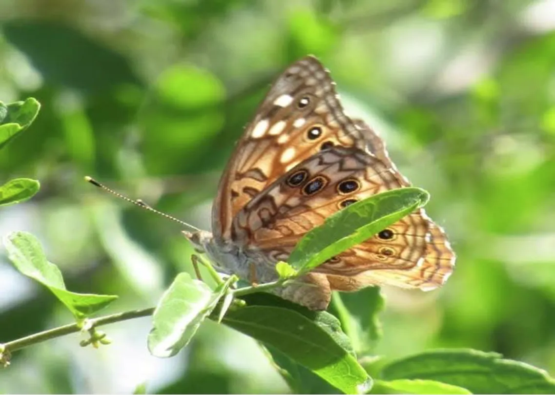 **Figura 2.** Mariposa Asterocampa celtis antonia. Vallejo (2025).