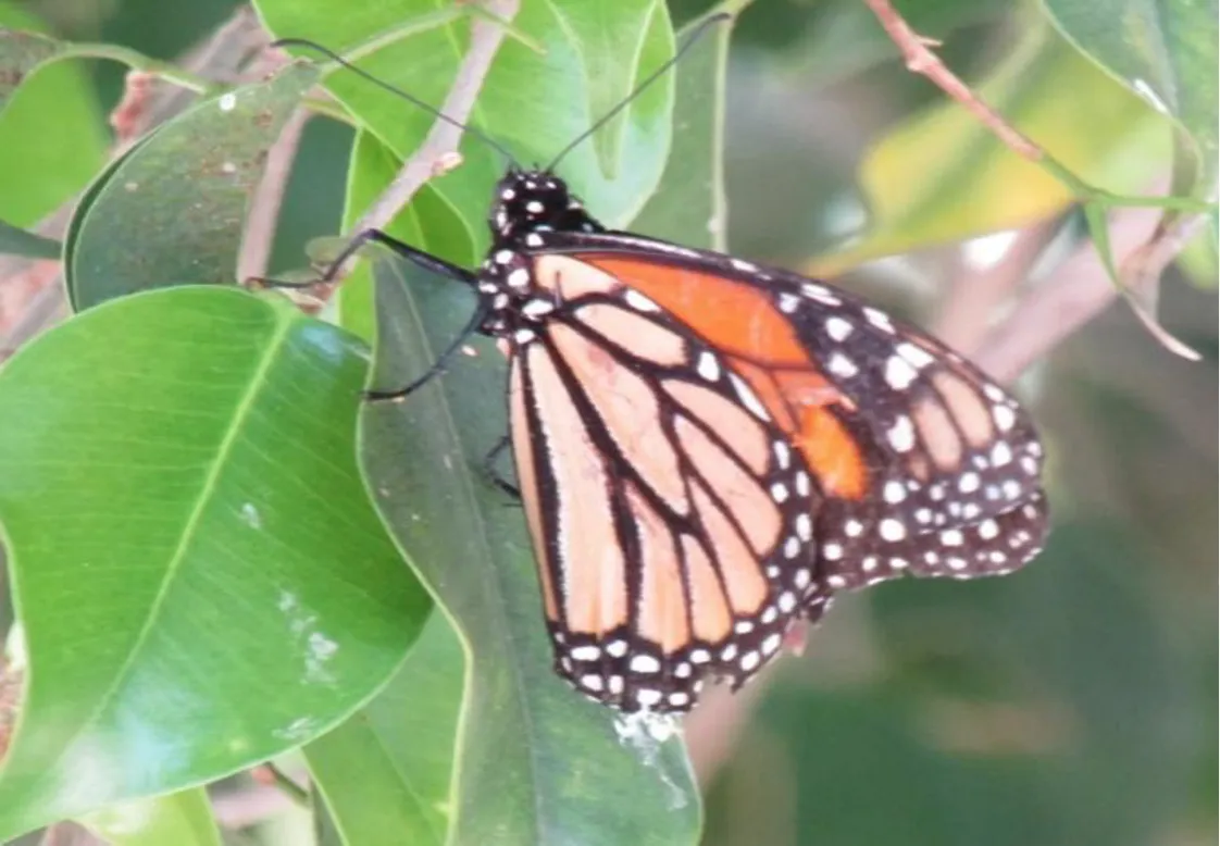 **Figura 3.** Mariposa Danaus plexippus. Vallejo (2025).